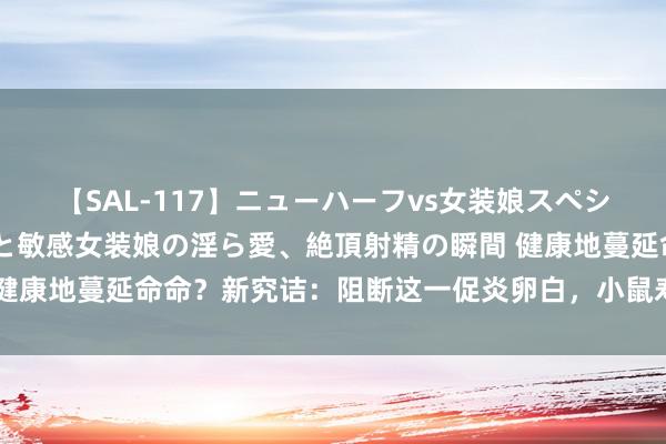 【SAL-117】ニューハーフvs女装娘スペシャル 猥褻ニューハーフと敏感女装娘の淫ら愛、絶頂射精の瞬間 健康地蔓延命命？新究诘：阻断这一促炎卵白，小鼠寿命蔓延超20%